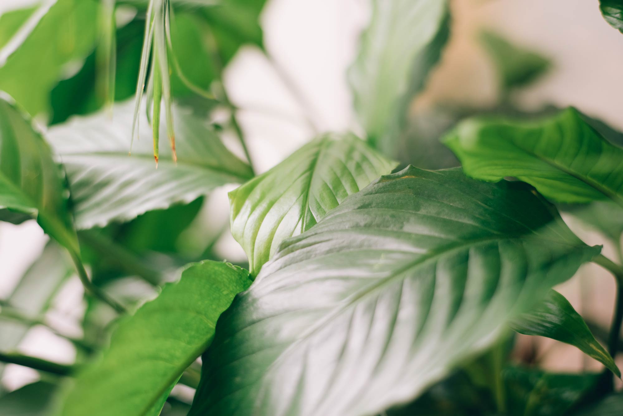 Atmospheric lighting